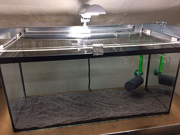 Mini-Aquarium mit Lufthebefilter
