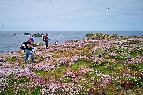 Annet Gull Surveys, Isles of Scilly - 2019 © BareFoot Photographer & IoS WT.jpeg