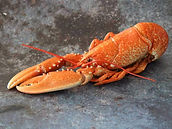 Cooked-Lobster-left-1.jpg