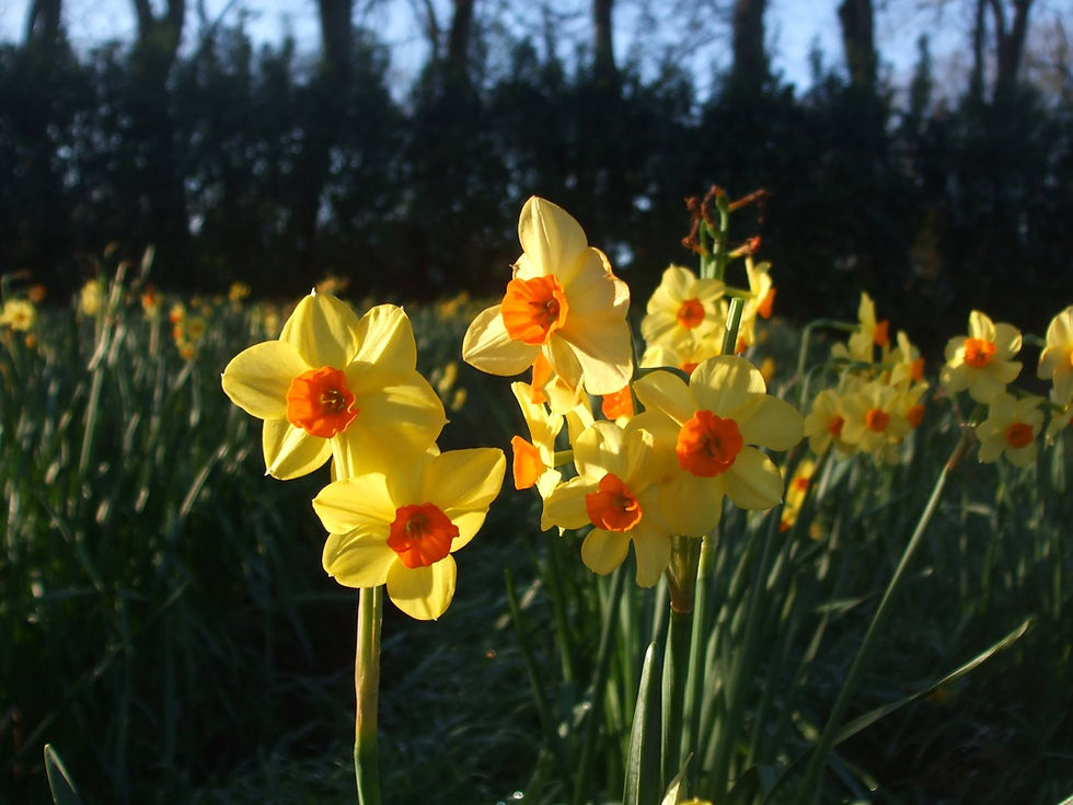 Thumbnail: Scented Narcissi
