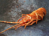 crawfish-1-1-1.jpg