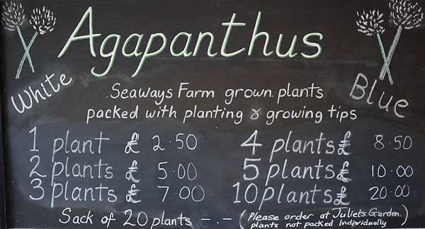 Agapanthus Isles of Scilly.jpg