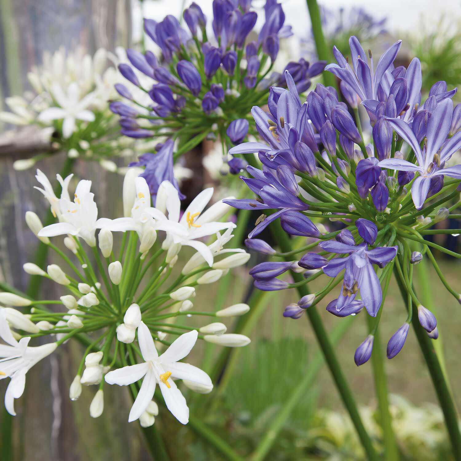 Bare Rooted Agapanthus