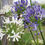 Thumbnail: Bare Rooted Agapanthus