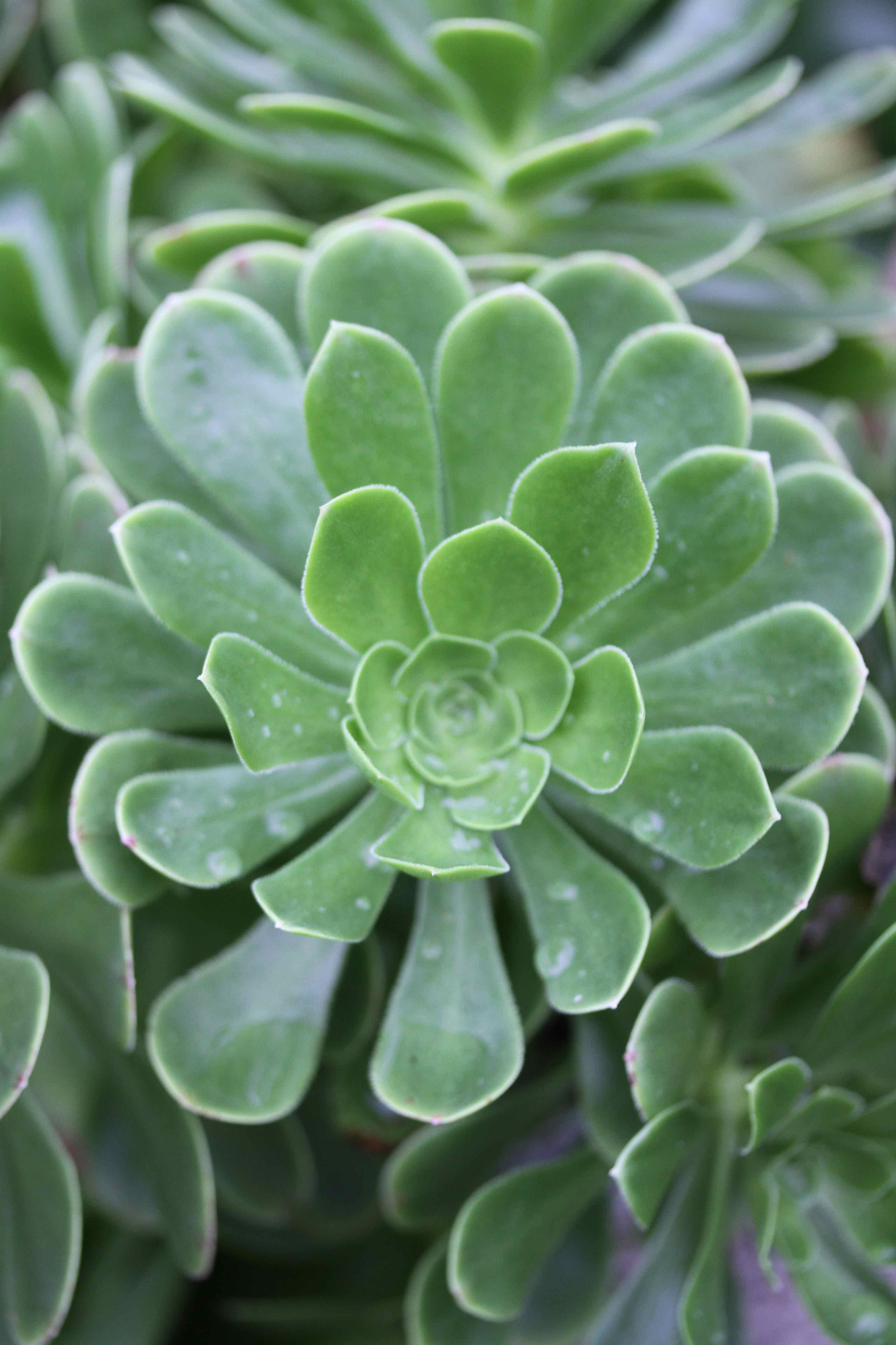 Green Aeonium