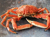 spider-crab-1.jpg