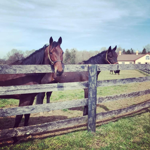 Best Friends at Birch Creek Farm