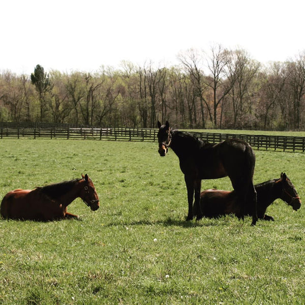 Horses napping at Birch Creek Farm