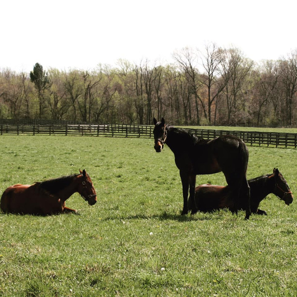 Turnout and Boarding Birch Creek Farm