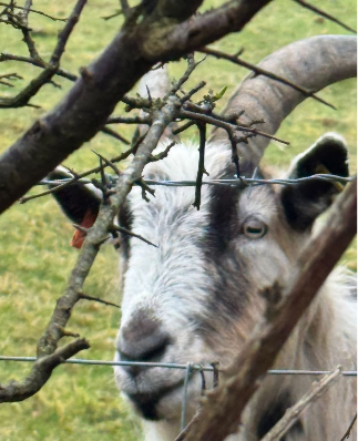 The rectangular pupil of a goat gives them panoramic views for predator detection