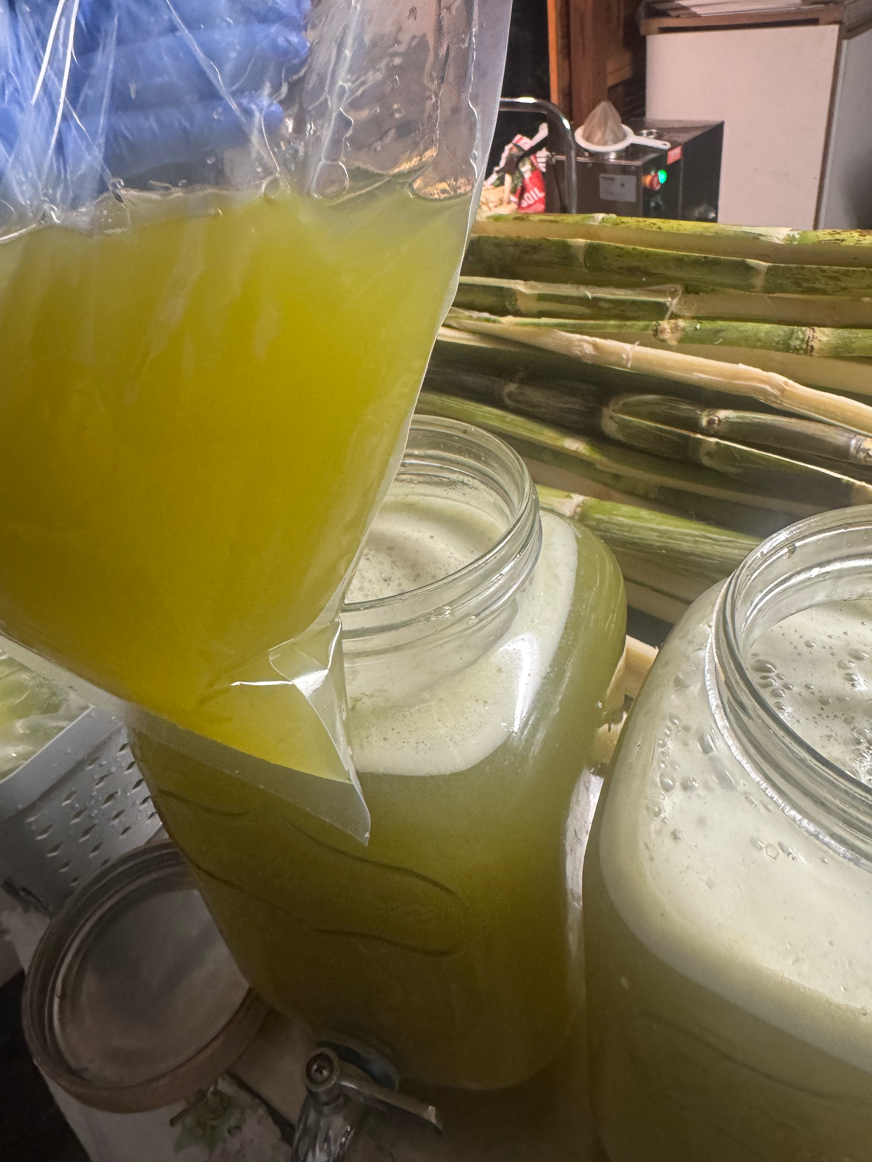 12 Mía Hồng + 3 Mía Tím bao ship 1 day air