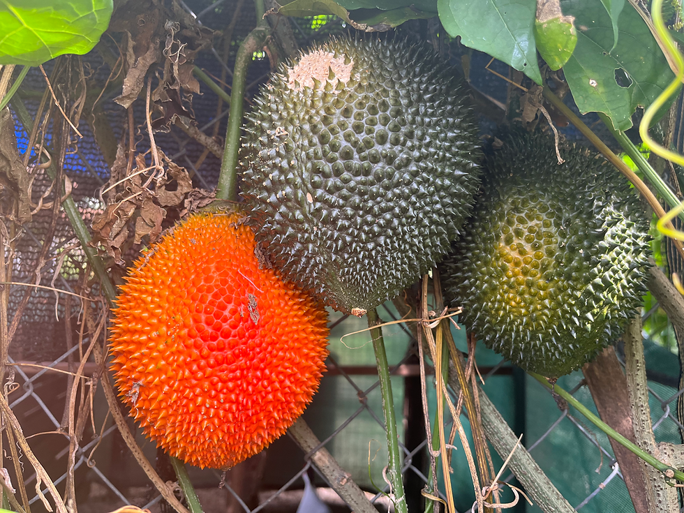 How to grow successfully GAC - a super food from nature mother