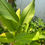 Thumbnail: Turmeric  for growing - củ nghệ giống (5 pcs) 
