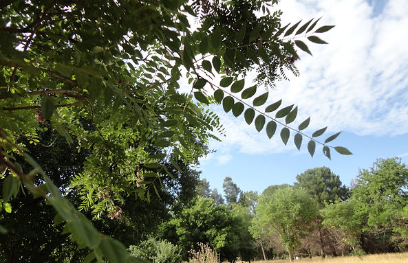 Robinia hispida_hoja_DSC08090