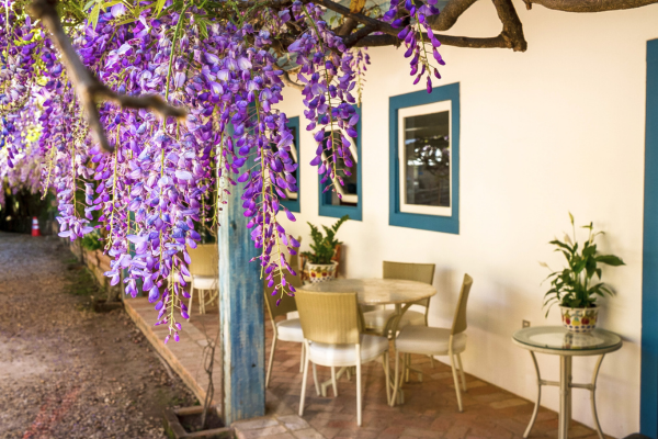 Varanda florida do Hotel Fazenda Dona Carolina durante a primavera, com flores roxas em destaque, mesas ao ar livre e clima acolhedor no campo em Itatiba/SP.