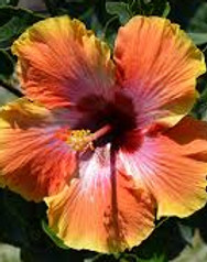 HIBISCUS 6%22 FIESTA.jpeg