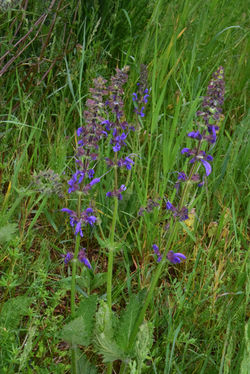 Salvia pratensis_DSC_0326_Höfer