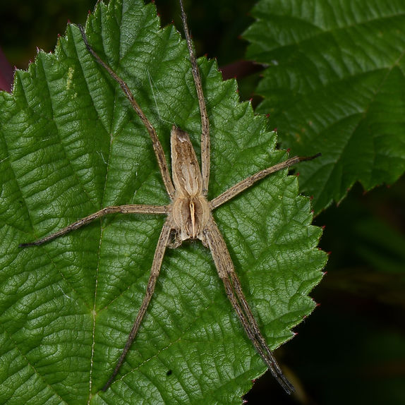 Pisaura mirabilis_DSC_4435_Höfer.jpg