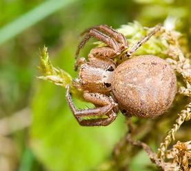 Weibchen der Anspruchslosen Krabbenspinne