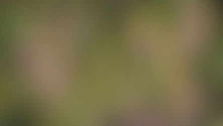 Rasen in Wiese zu verwandeln ist gut für Klima und Artenvielfalt - Stadt unterstützt kostenfrei alle Interessierten mit Saatgut und Beratung