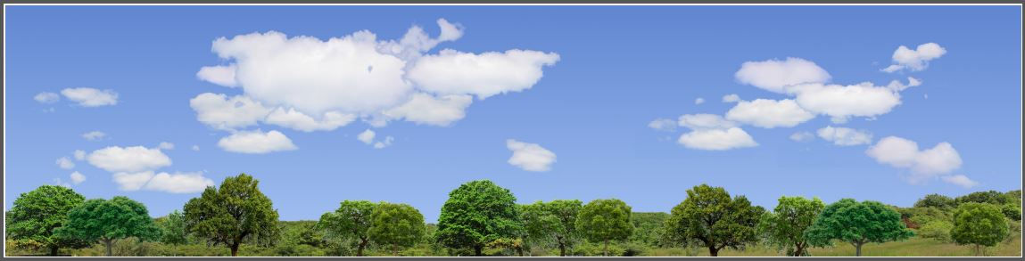 #470 trees and sky backdrop