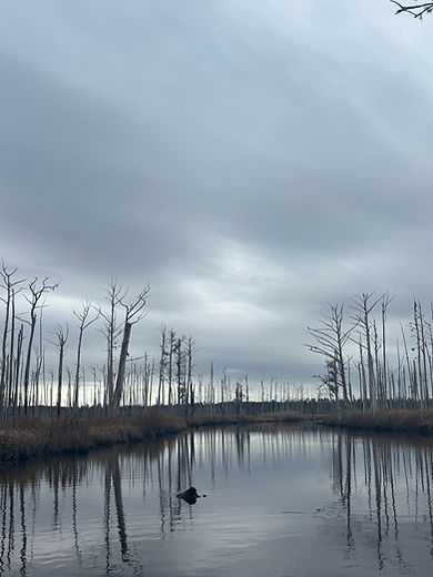 marsh website photo.jpg