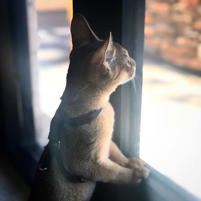 Cat looking out the window