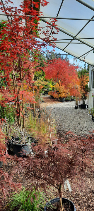 Atrium im Herbst