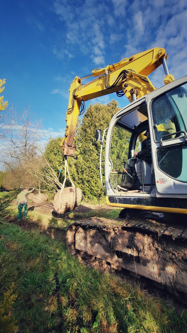 Großbaum verpflanzung