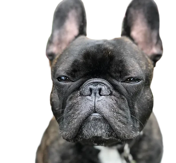 黒い犬、背景透過