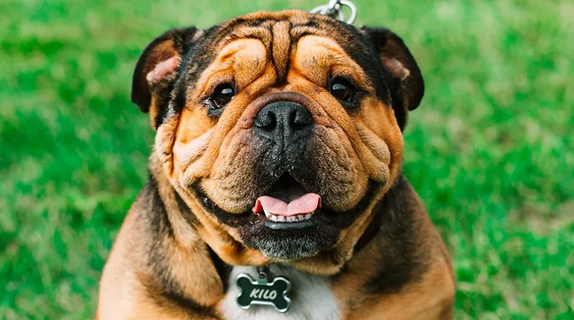 茶色い犬