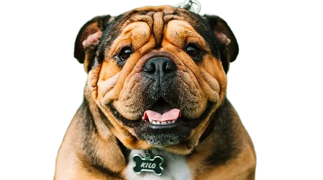 茶色い犬、背景透過