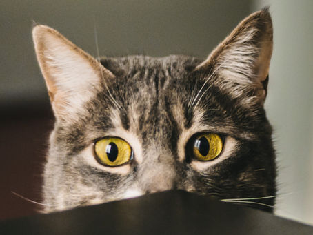 夏休みの宿題でChatGPTを使うには!?