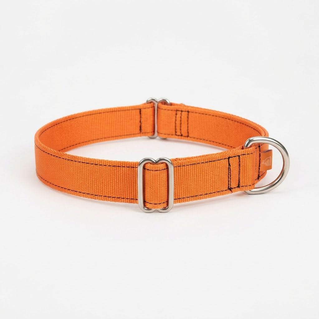 Rust-Proof - Dog Collar - Martingale - Jumbo - Orange - All About Your Animals