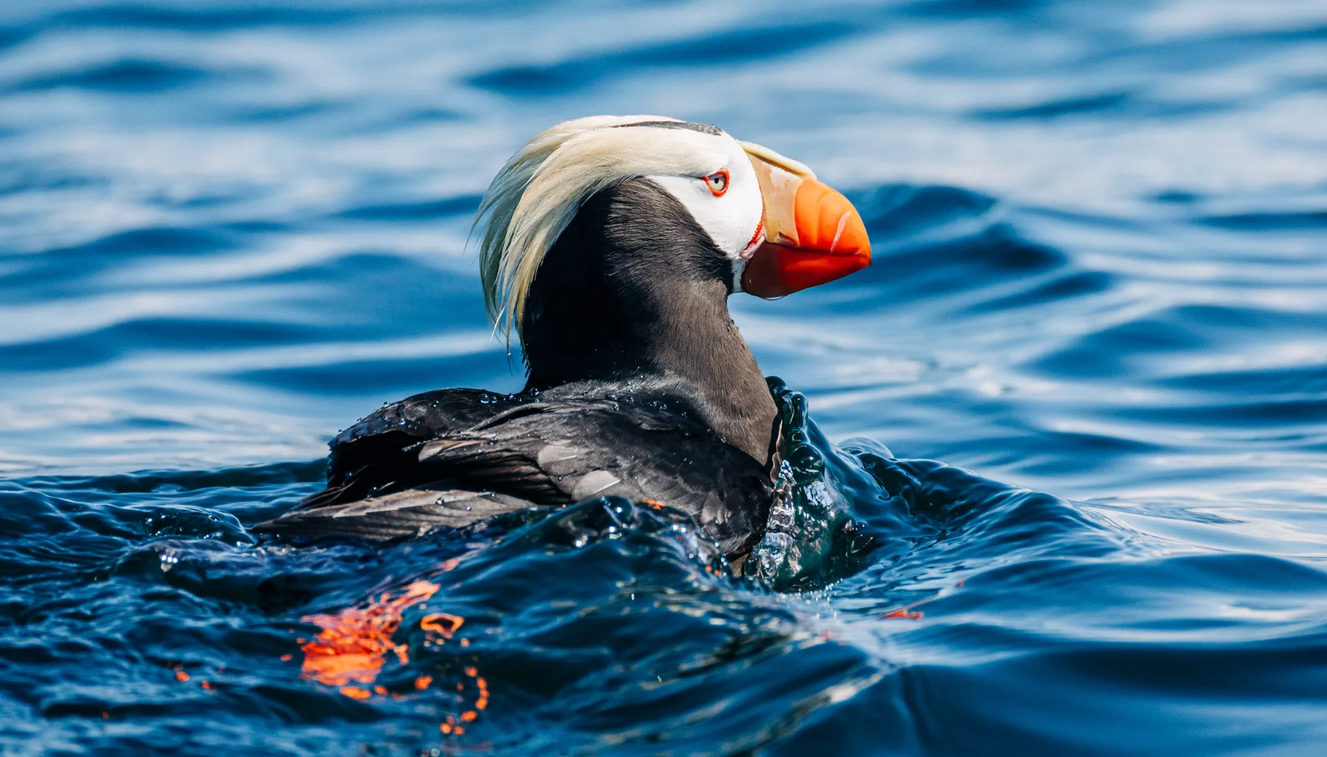 Marine wildlife viewing during a private Sitka excursion