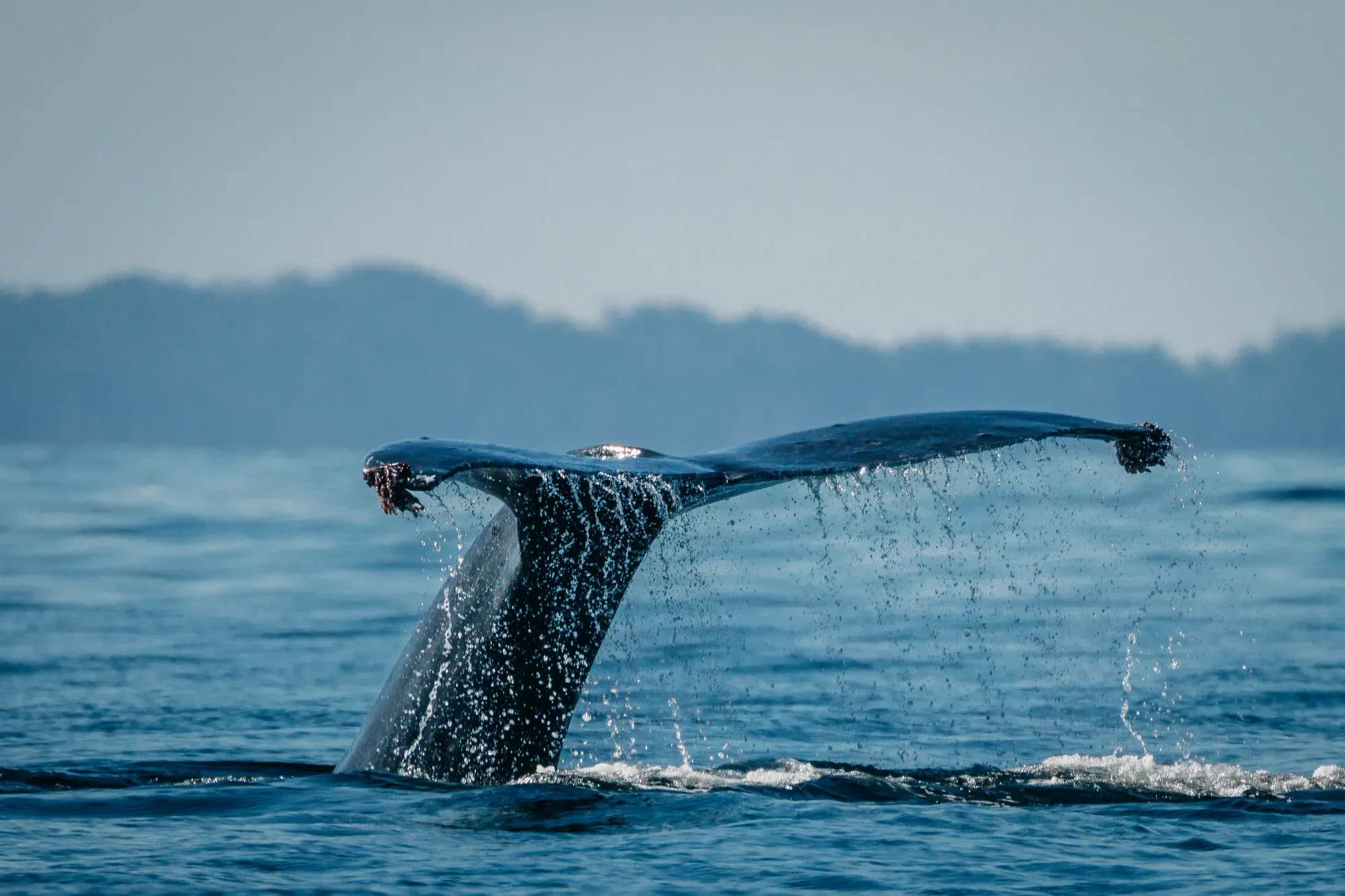 Full day Alaska excursion featuring whale watching and hiking