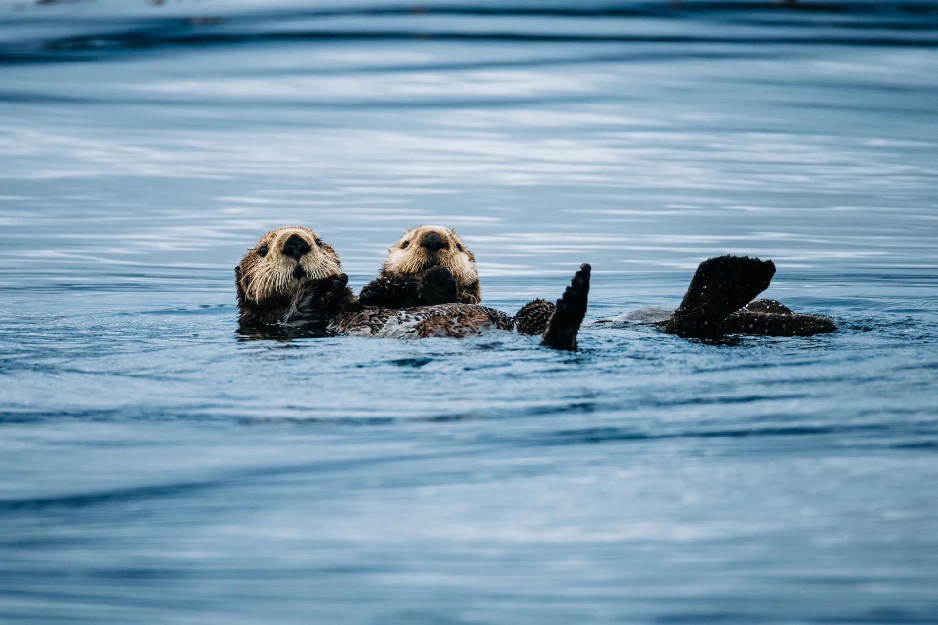 Sea otter floating in the waters near Sitka Alaska