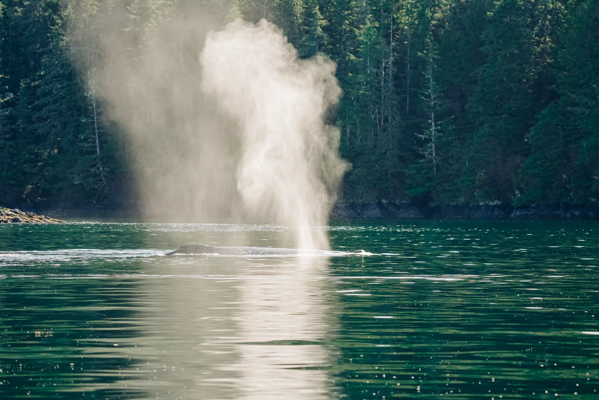 Humpback whale surfacing near Sitka coastline
