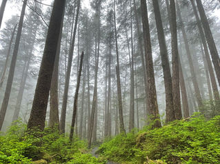 Towering trees in Sitka's Tongass Natioanl Forest