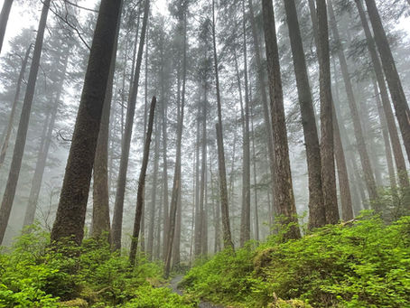 Towering trees in Sitka's Tongass Natioanl Forest