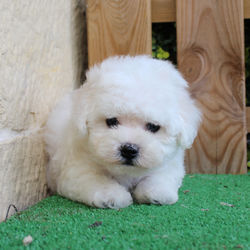 BENJI03