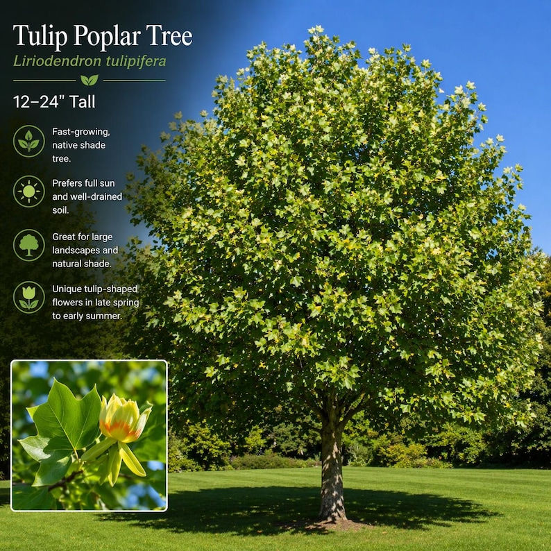 Tulip Poplar Tree