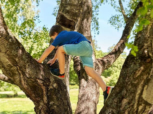boy climbing tree