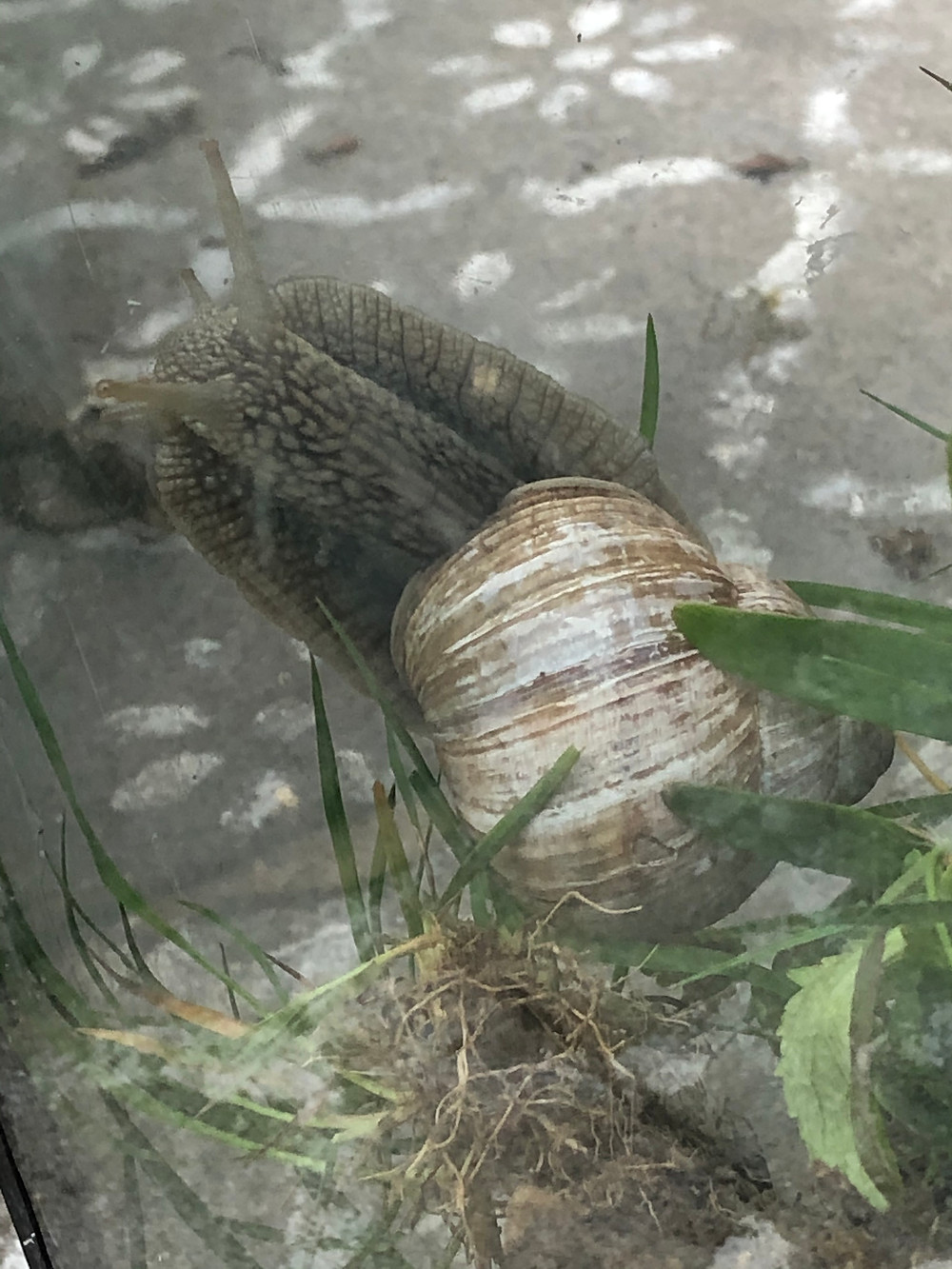 Weinbergschnecke