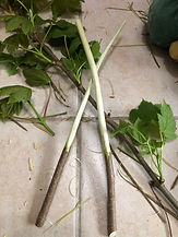 IMG_1309.JPEG