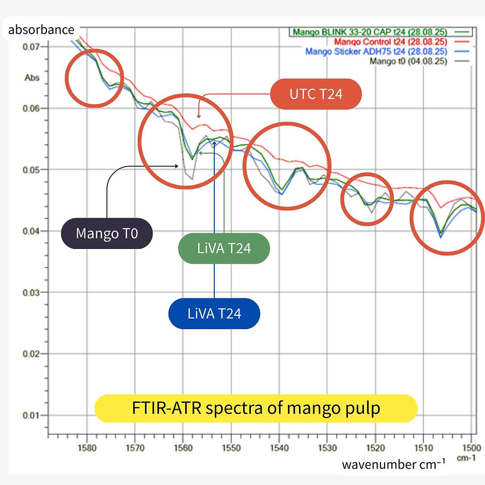 Figure 1: FTIR-ATR spectra of fresh, LiVA and control mango flesh. It presents a chemical comparison of mango treated with LiVA vs. an untreated control after 24 storage days at 8C and compared to freshly picked mango.