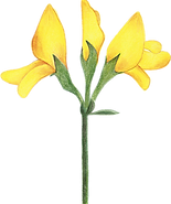 FLEUR_MAQUIS_PRINTEMPS_site_ocanera.webp
