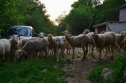 wwoof_0009_DSC_1052