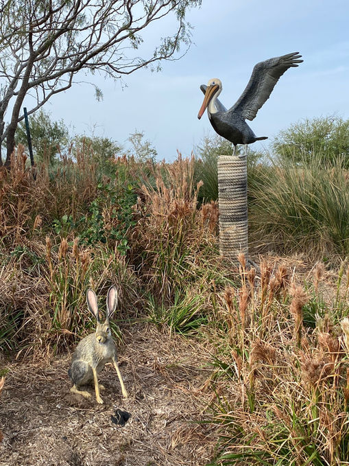 STEC South Texas EcoTourism Center
