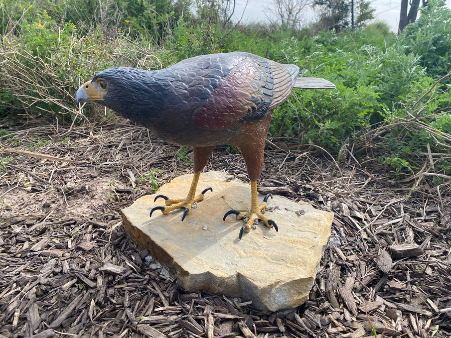 STEC South Texas EcoTourism Center
